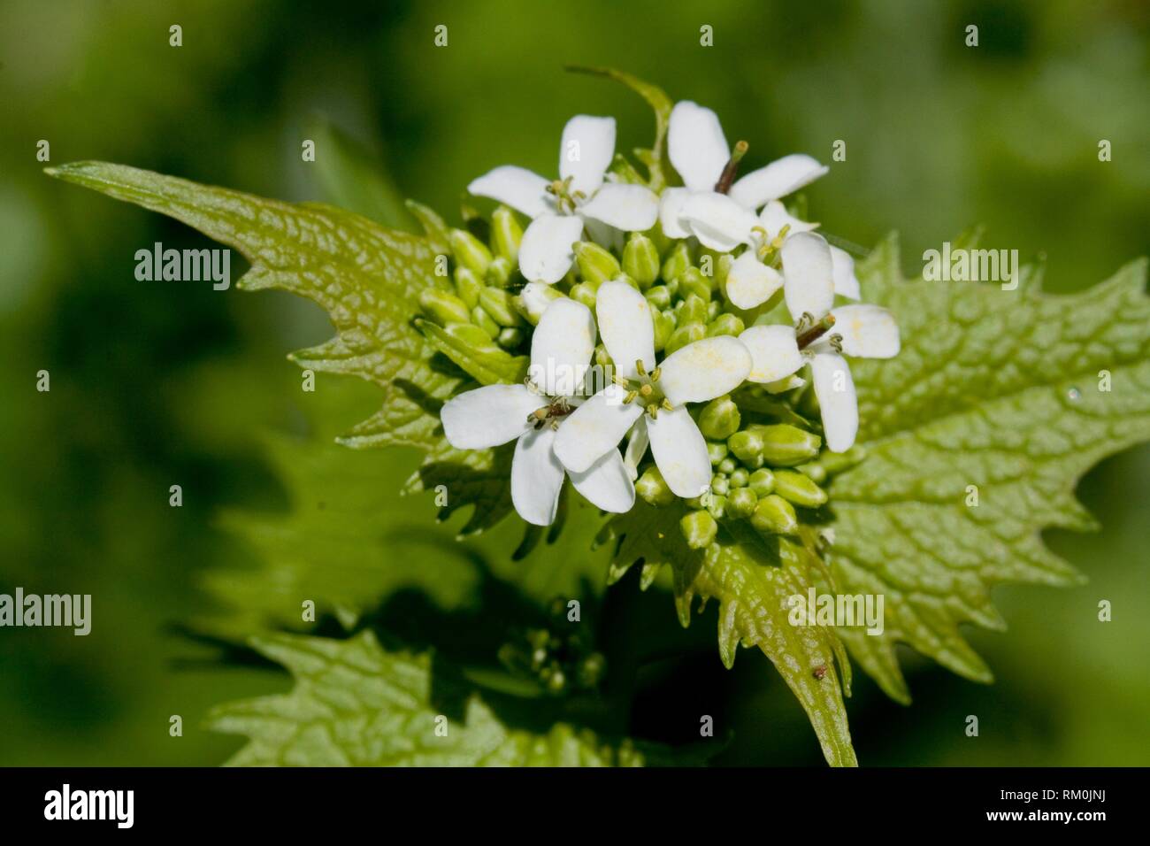 Garlic Mustard, Alliaria petiolata. Stock Photo