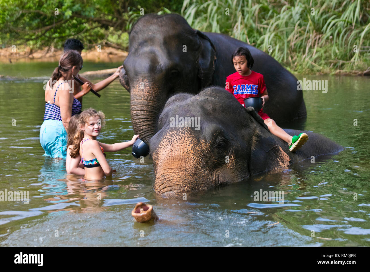 Washing elephants is the human way to support these animals and their mahoots - KHAO SOK, THAILAND Stock Photo
