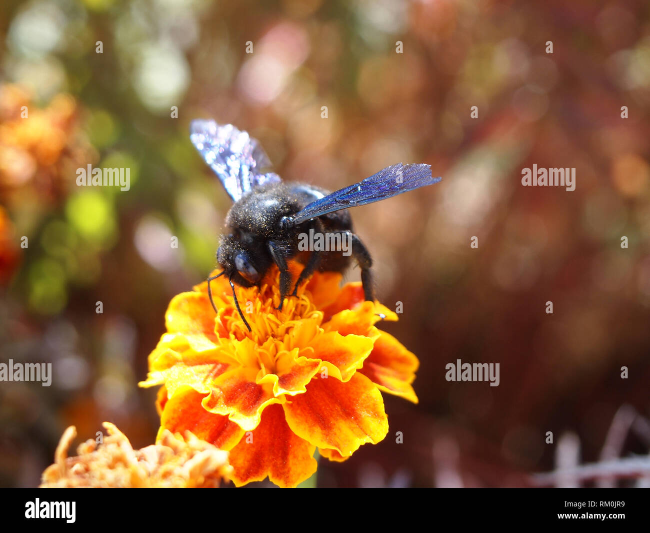 Large wild bee eating nectar from a flower in Ladakh, India Stock Photo