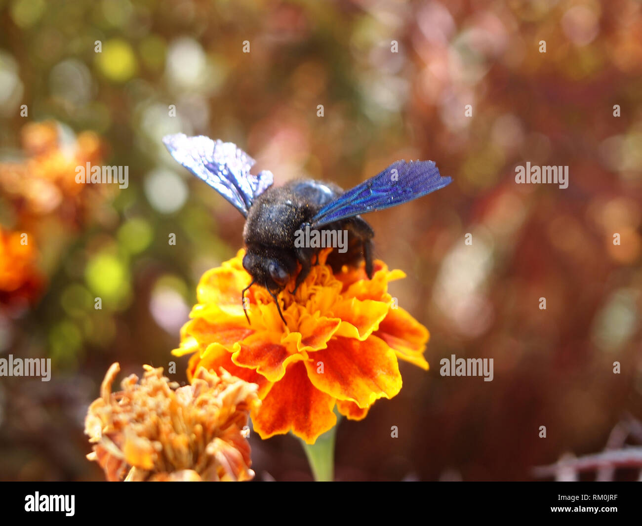 Large wild bee eating nectar from a flower in Ladakh, India Stock Photo