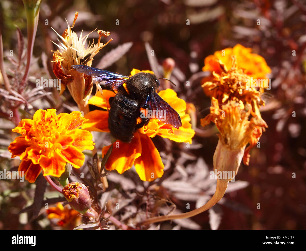 Large wild bee eating nectar from a flower in Ladakh, India Stock Photo