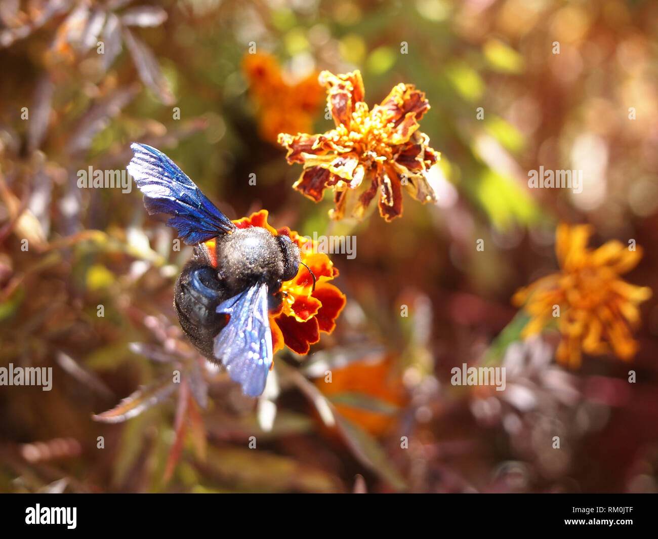 Large wild bee eating nectar from a flower in Ladakh, India Stock Photo