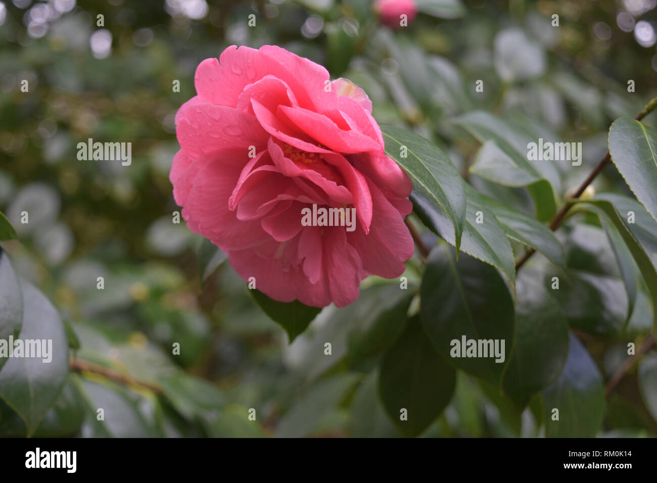 Red camellia bush flowering in a lush garden Stock Photo - Alamy