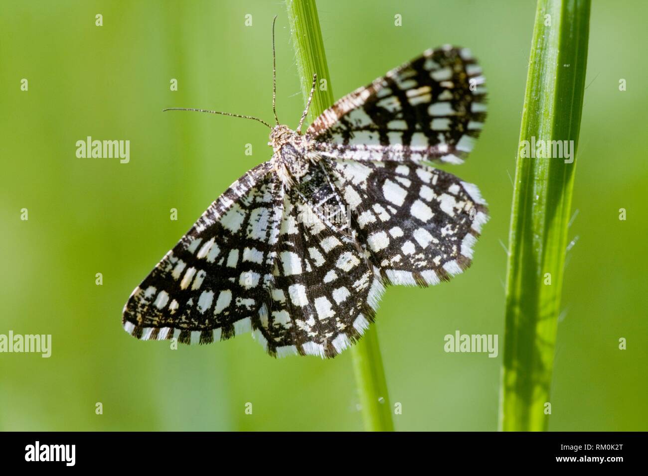 Latticed Heath, Chiasmia clathrata. Small white diurnal moth with dark lattice markings. Host plant: Trifolium, Medicago, Vicia or Genista. Lives in Stock Photo
