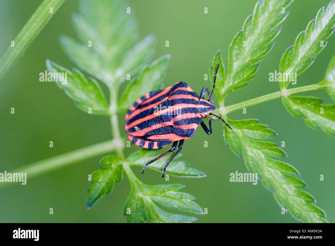 Red and Black Striped Bug, Graphosoma italica Stock Photo Alamy