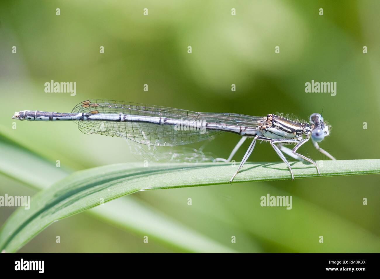 Male White-legged Damselfly, Platycnemis pennipes Stock Photo - Alamy