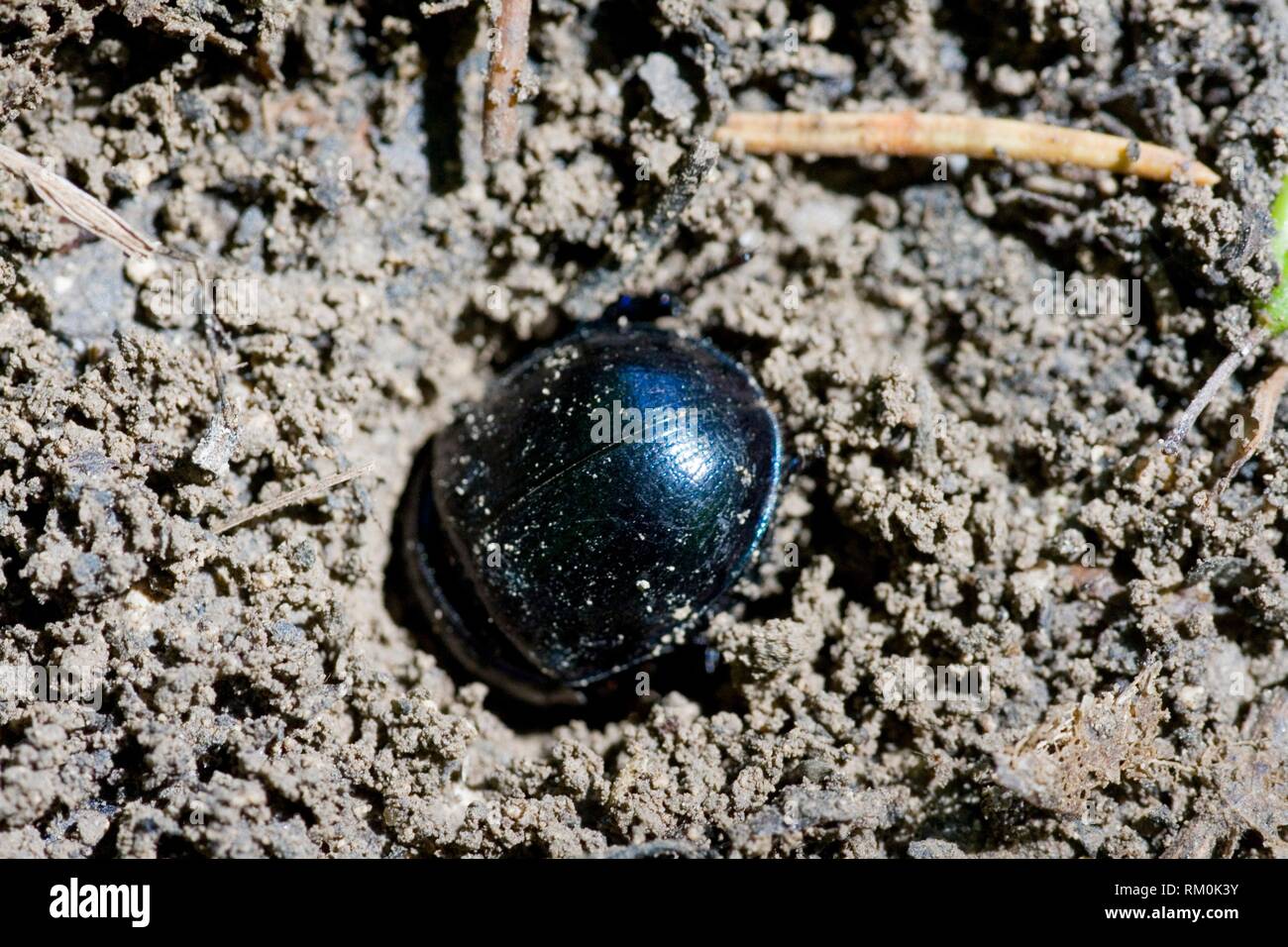 Dor Beetle, Anoplotrupes stercorosus, large, rotund earth-boring dung beetle of deep metallic midnight blue, easily confused with Geotrupes or Stock Photo