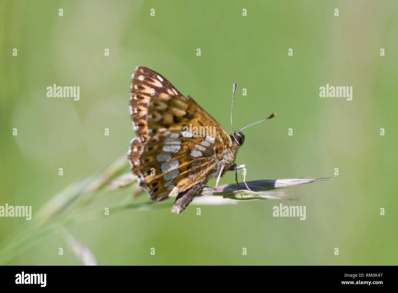 Duke of Burgundy, Hamearis lucina, only European Metalmark. Females have six legs, but males four. resident in calcareous grassland, near chalk and Stock Photo