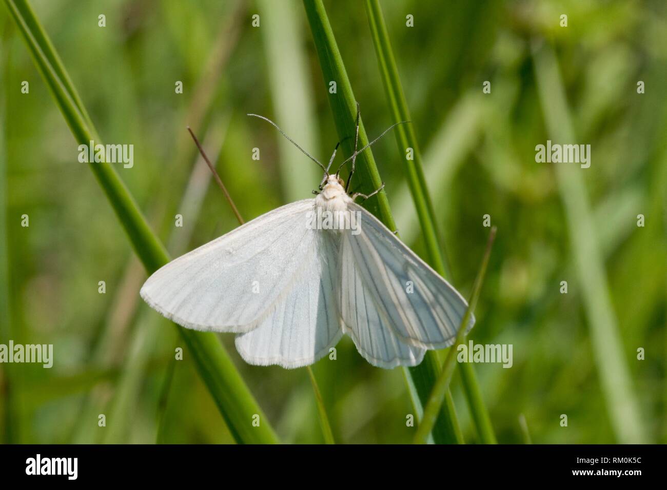 Black-veined Moth, Siona lineata, a large white moth marked by black veins. Diurnal Geometrid. Looper caterpillar. Foodplants: Salix, Vicia, Galium, Stock Photo