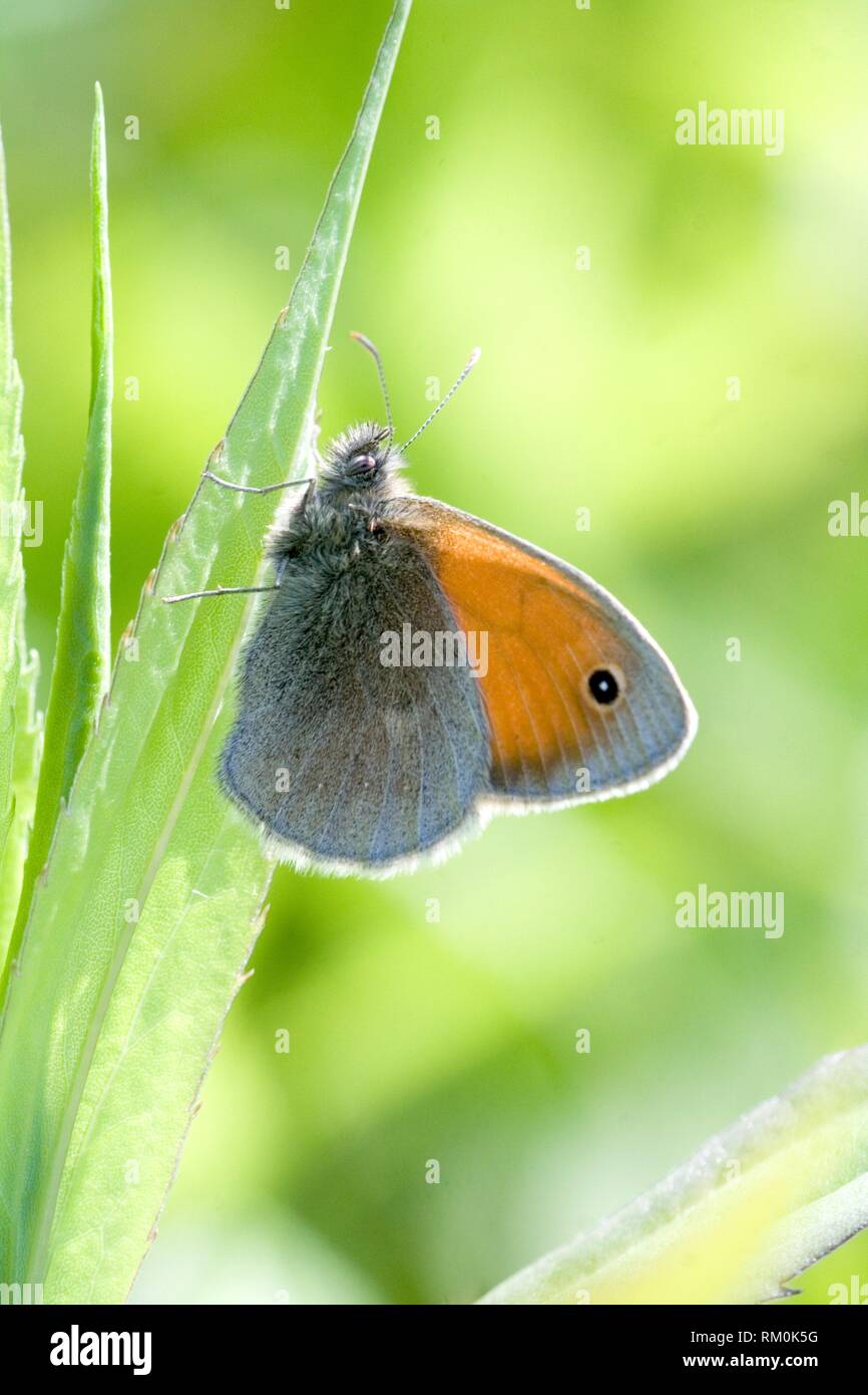 Small Heath Butterfly, Coenonympha pamphilus. Small Heath Butterfly, Coenonympha pamphilus small brown butterfly found in grasslands and meadows. Stock Photo