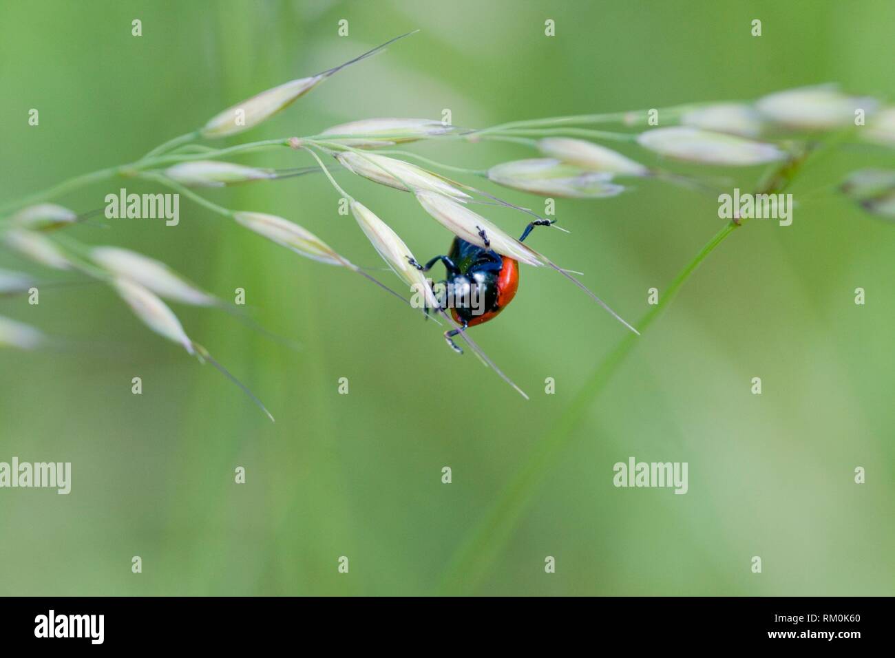 Red Poplar Beetle, Chrysomela populi, Balsam Poplar Leaf Beetle. Leaf