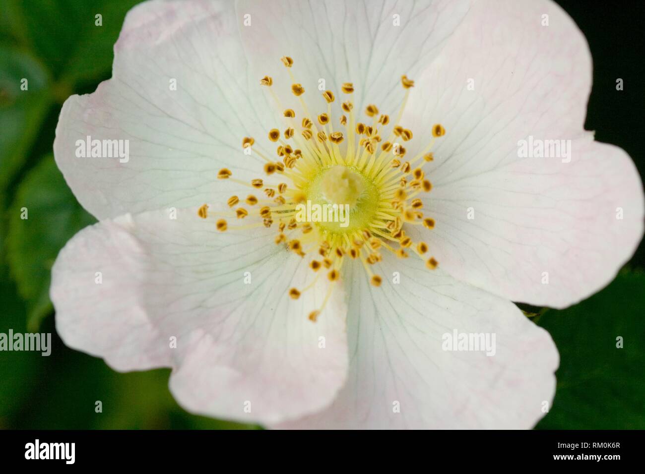Wild Dog Rose, Rosa canina. Plant used widely for syrups, tea, jellies.  Fruit is extremely high in Vitamin C. Products using flower include creams  Stock Photo - Alamy