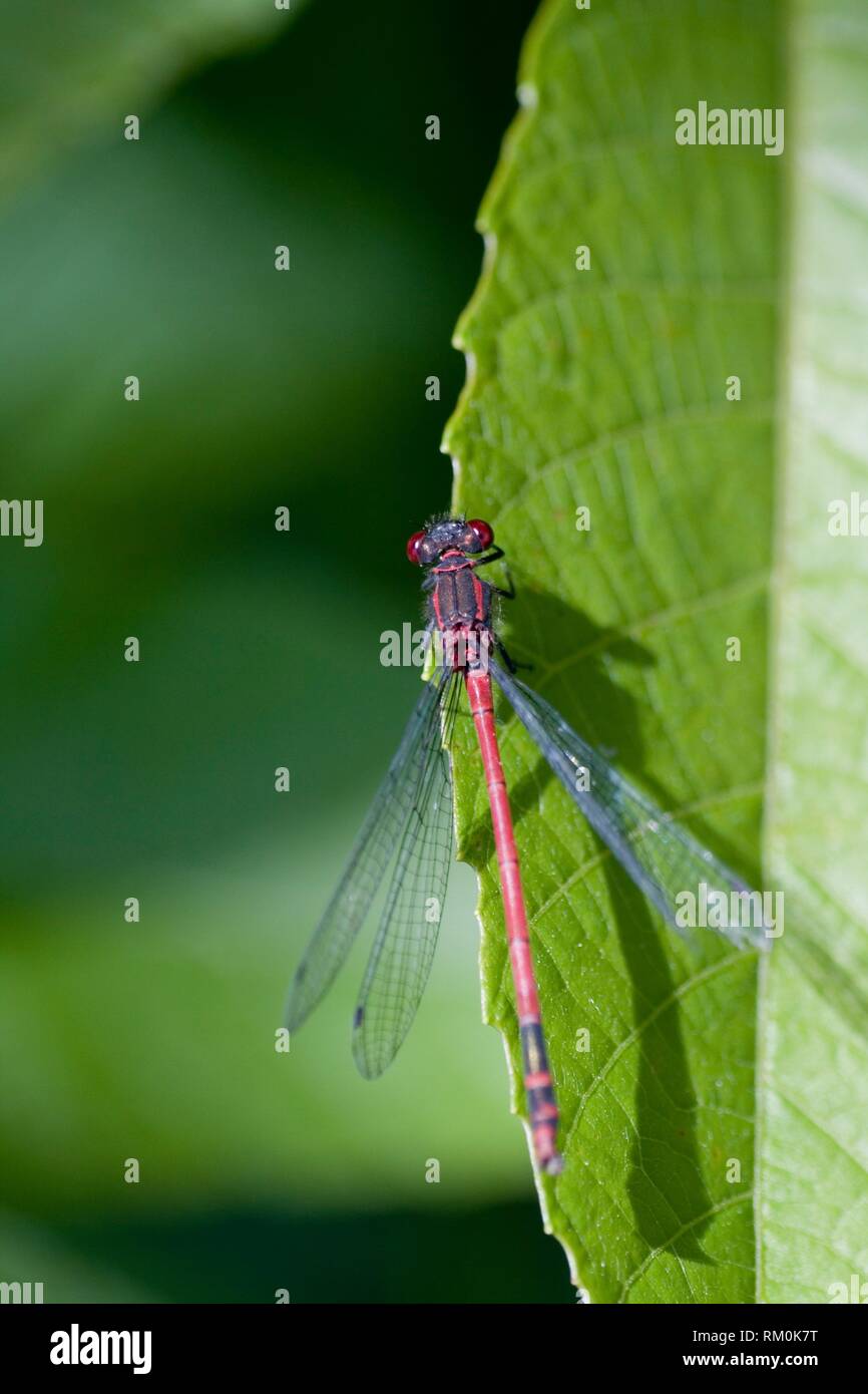Male Large Red Damselfly, Pyrrhosoma nymphula is a European damselfly with extended area into North Africa. Length 33â. “36 mm. Sexually dimorphic. Stock Photo