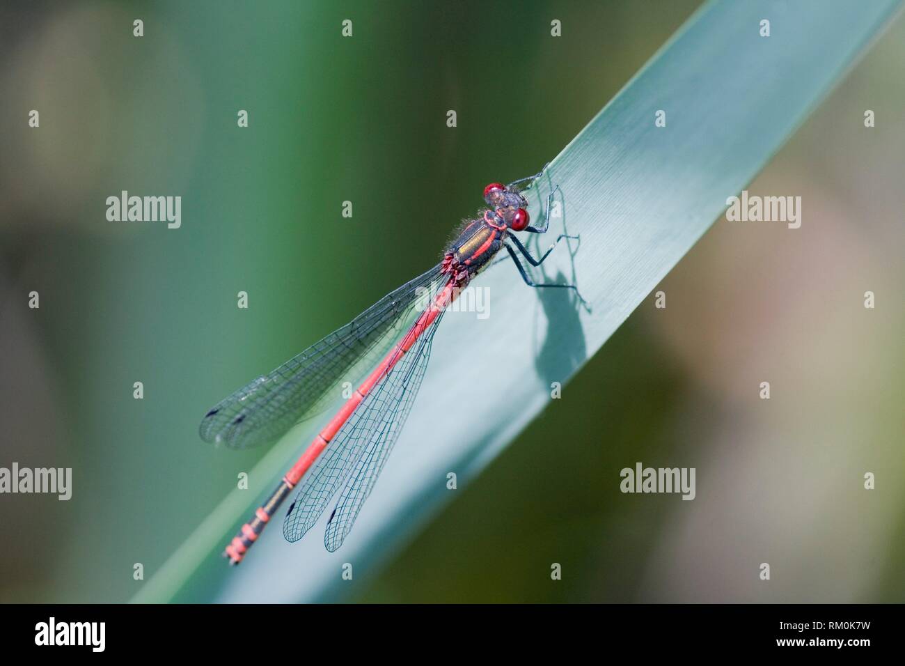 Male Large Red Damselfly, Pyrrhosoma nymphula is a European damselfly with extended area into North Africa. Length 33â. “36 mm. Sexually dimorphic. Stock Photo