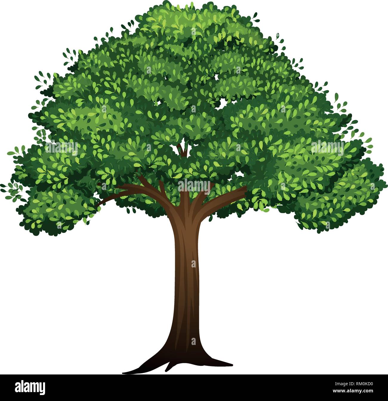 A isolated tree on white background illustration Stock Vector Image ...