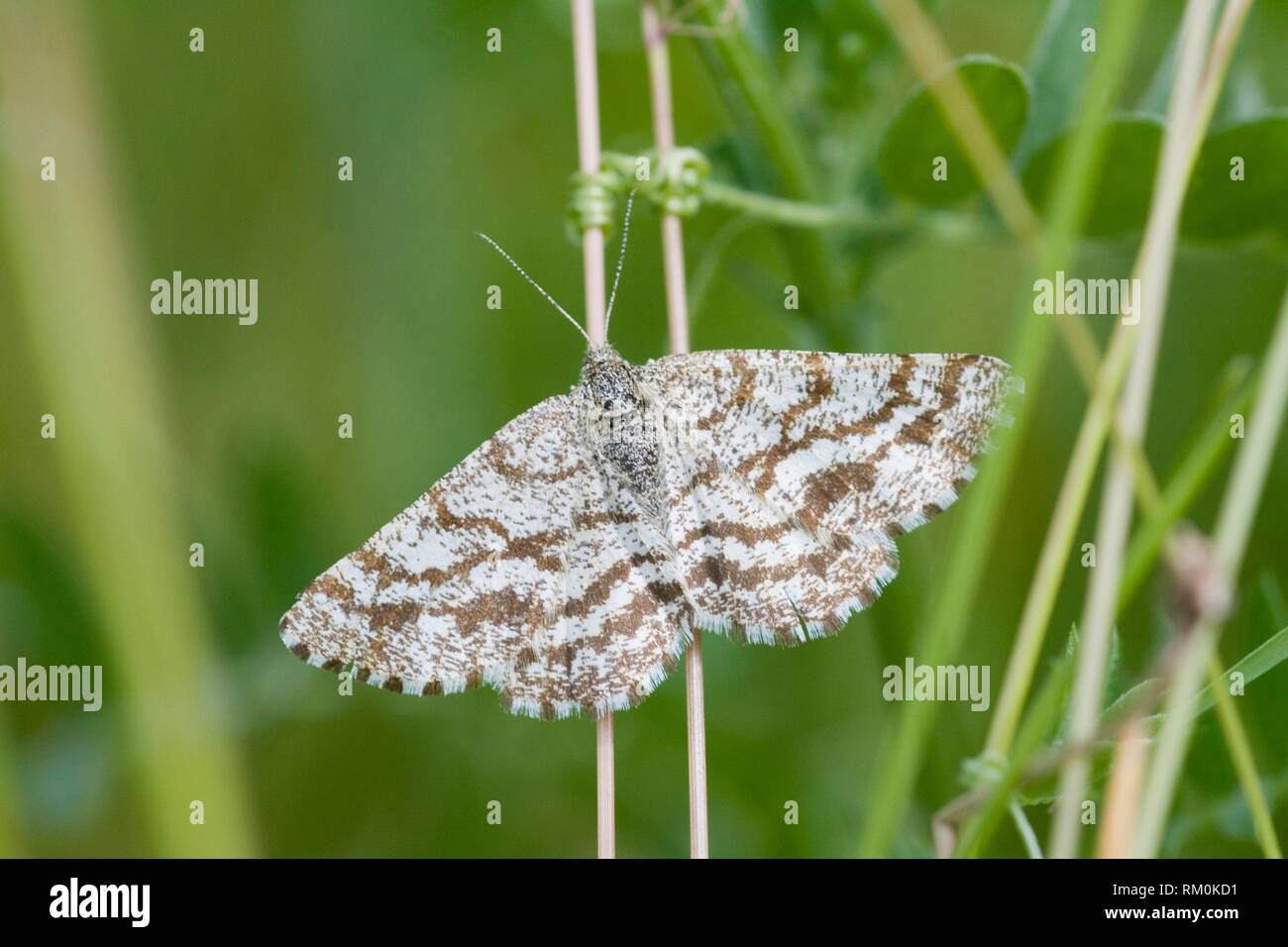 Common Heath, Ematurga atomaria. Diurnal netted Geometrid moth with wingspan 22-30mm. Found in heaths, grasslands and open woodland. Caterpillars Stock Photo