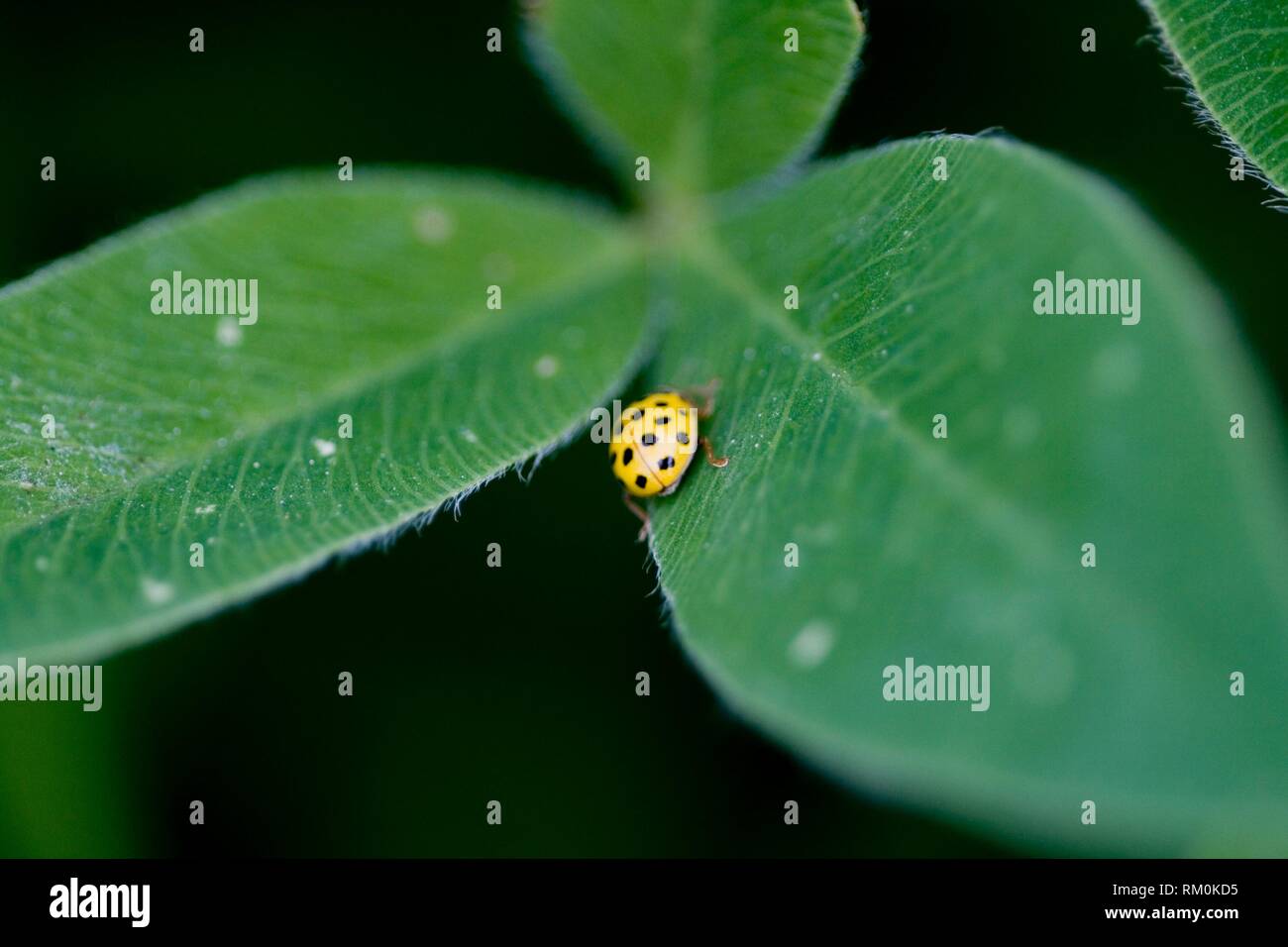 Twentytwo Spot Ladybird, Psyllobora vigintiduopunctata, Yellow