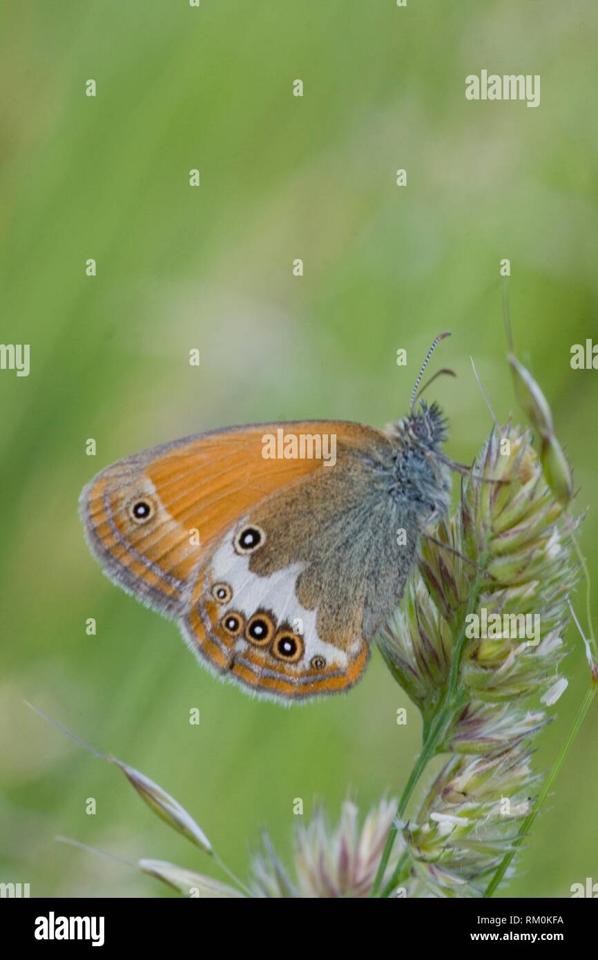 Pearly Heath, Coenonympha. Butterfly flight is JuneAugust. Habitat