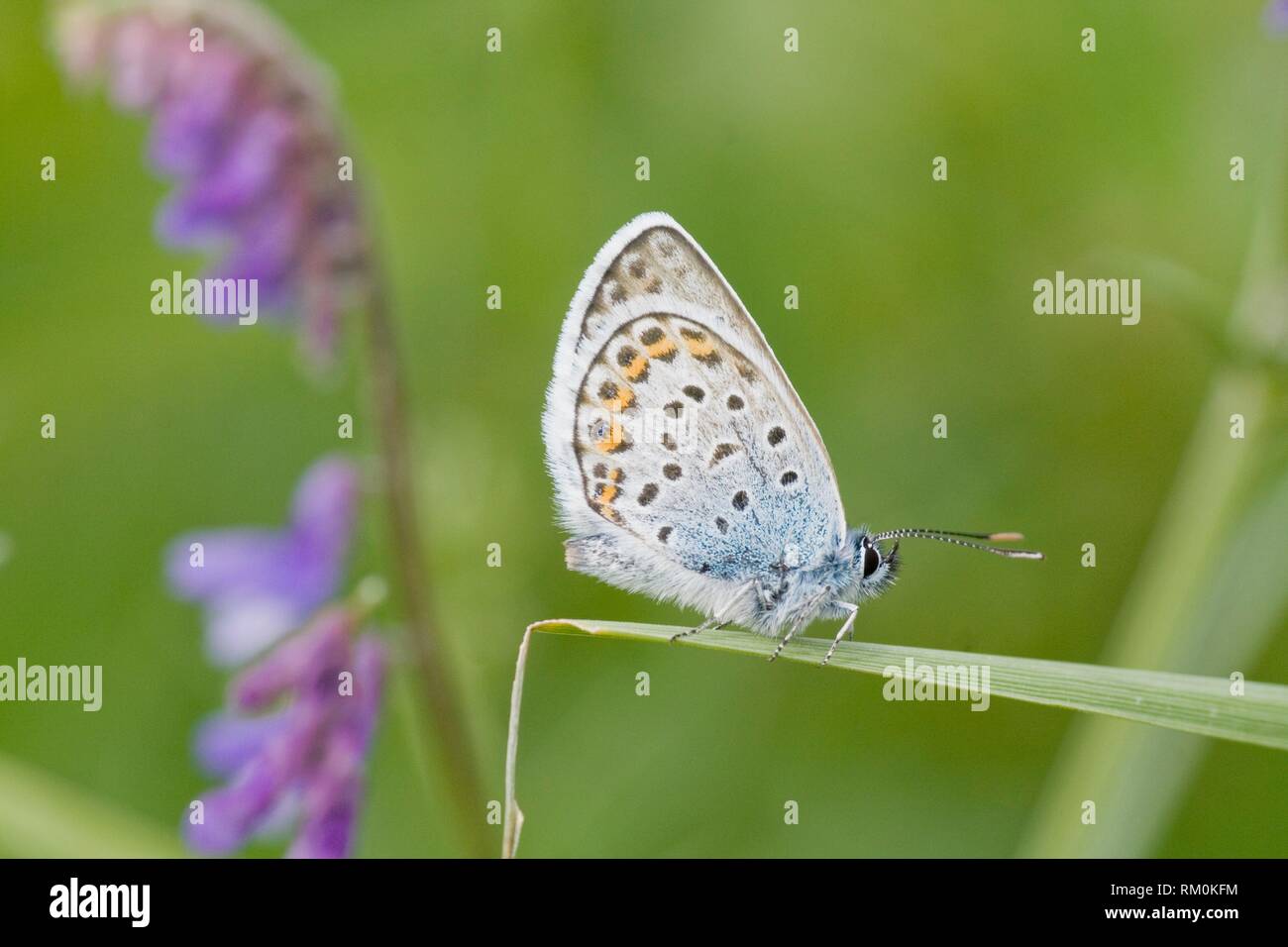 Idas Blue, Plebejus idas. Small blue butterfly that is found in nutrient poor habitats and sandy grasslands. Easily cofused with Reverdin's Blue and Stock Photo