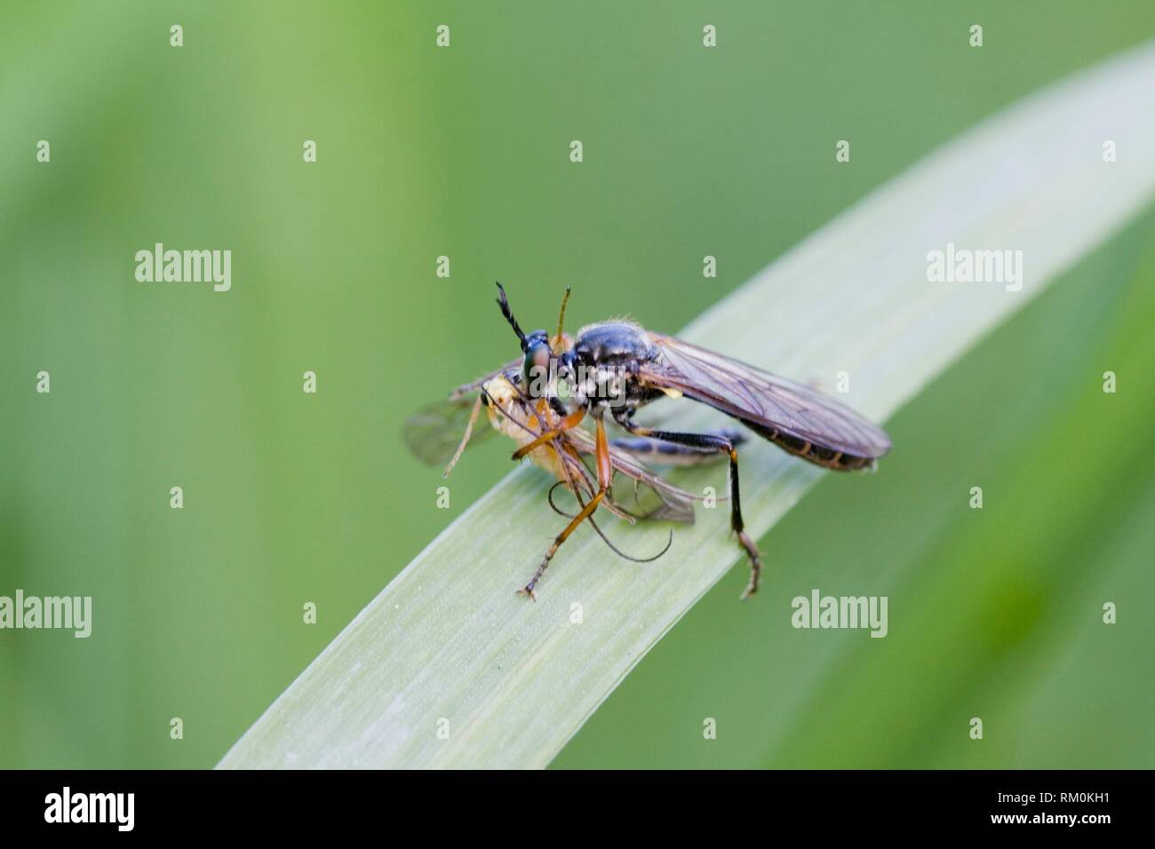 Robberfly with prey. Robber flies are predatory on various insects