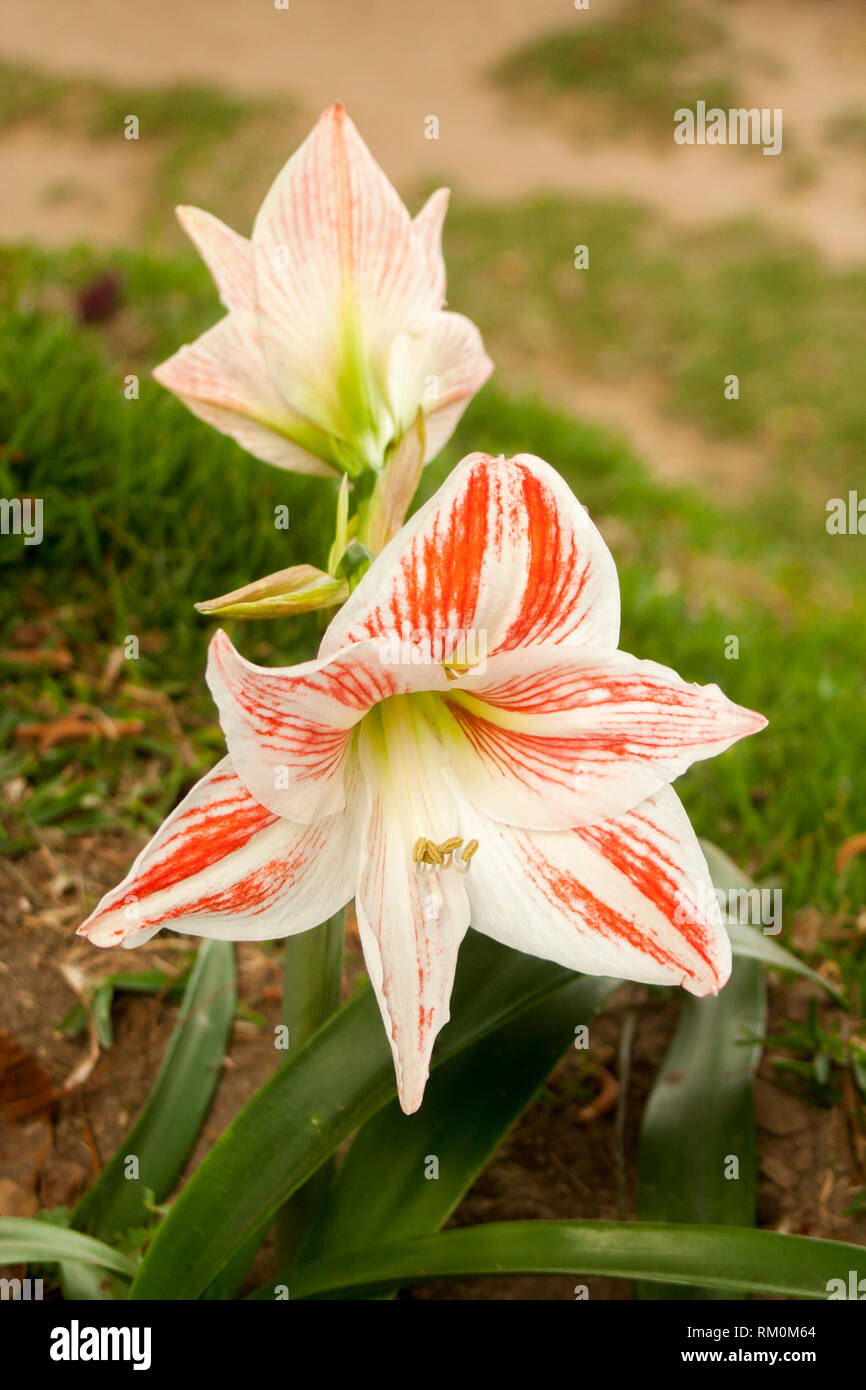White and red flower Stock Photo Alamy