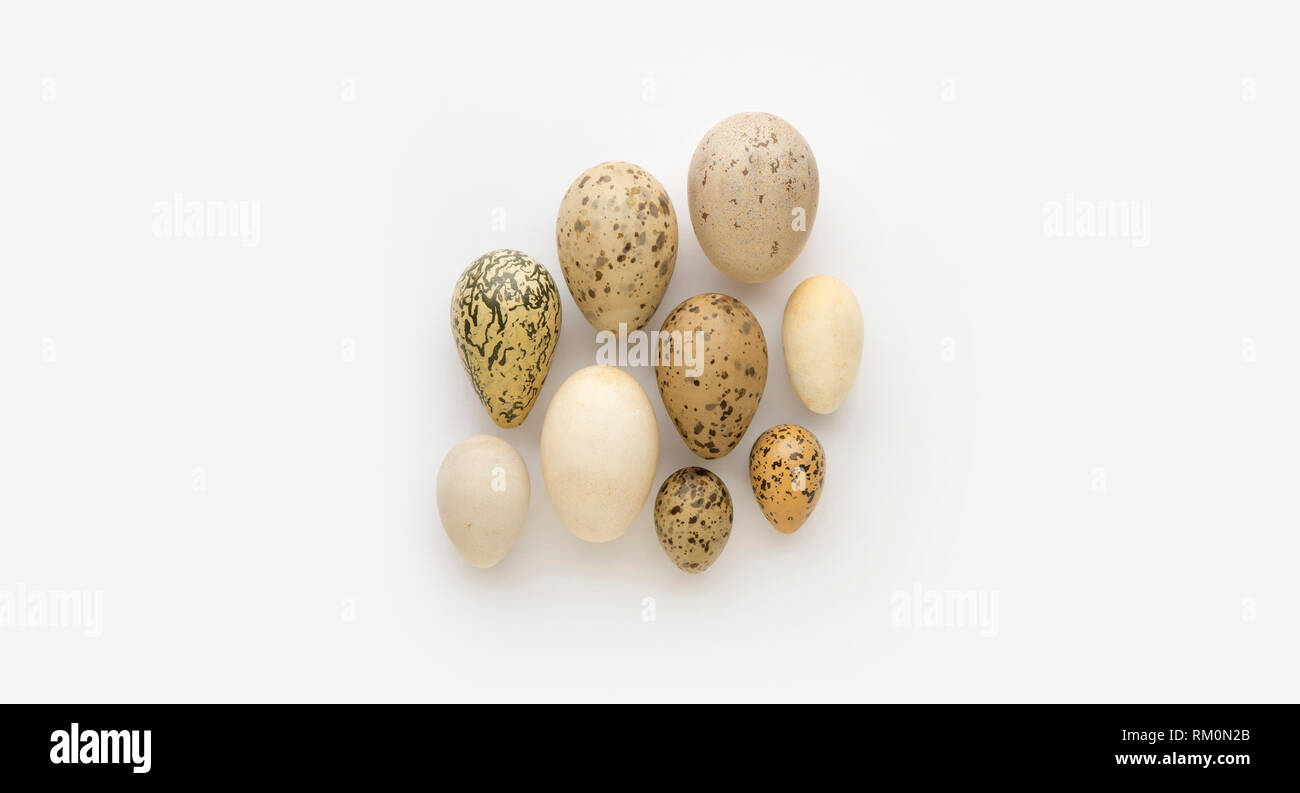 Replica birds eggs display on white background. Stock Photo