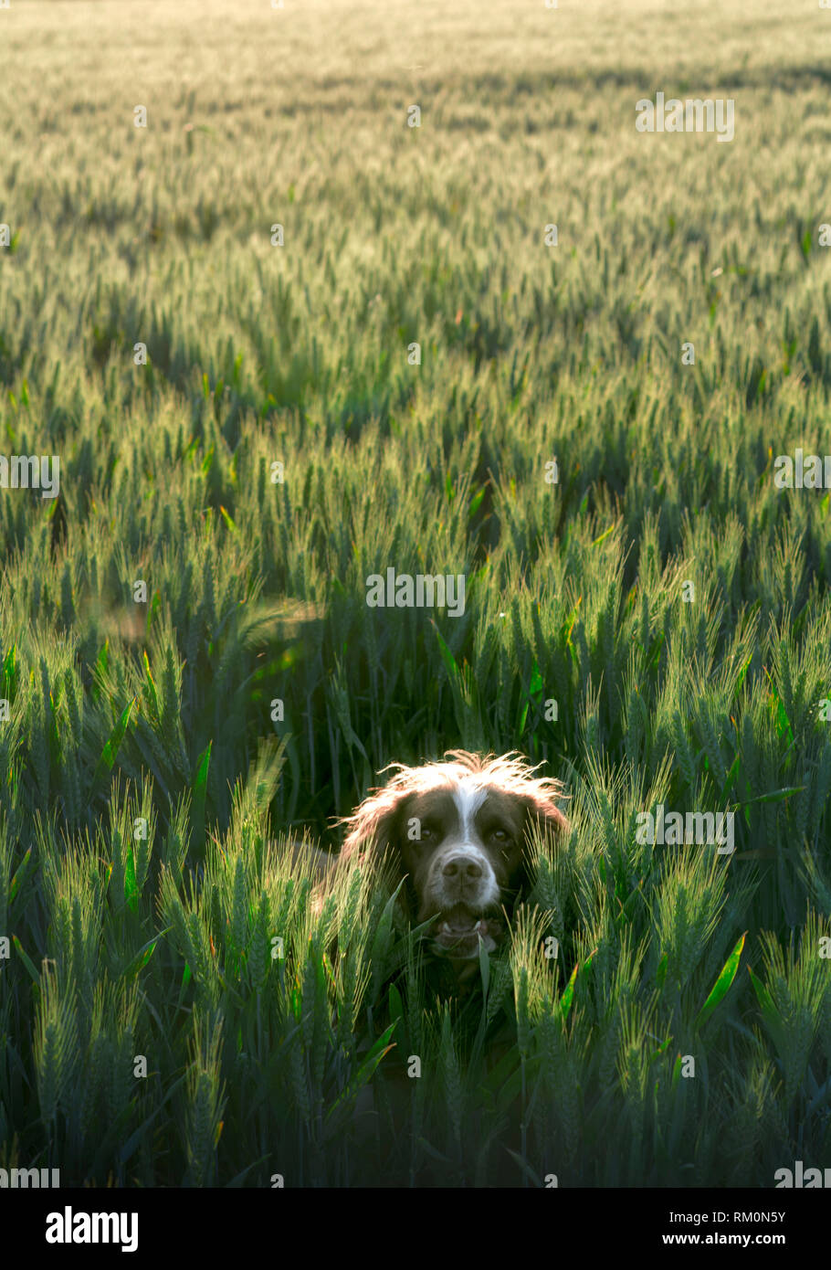 English Springer Spaniel playing in green barley field. Stock Photo