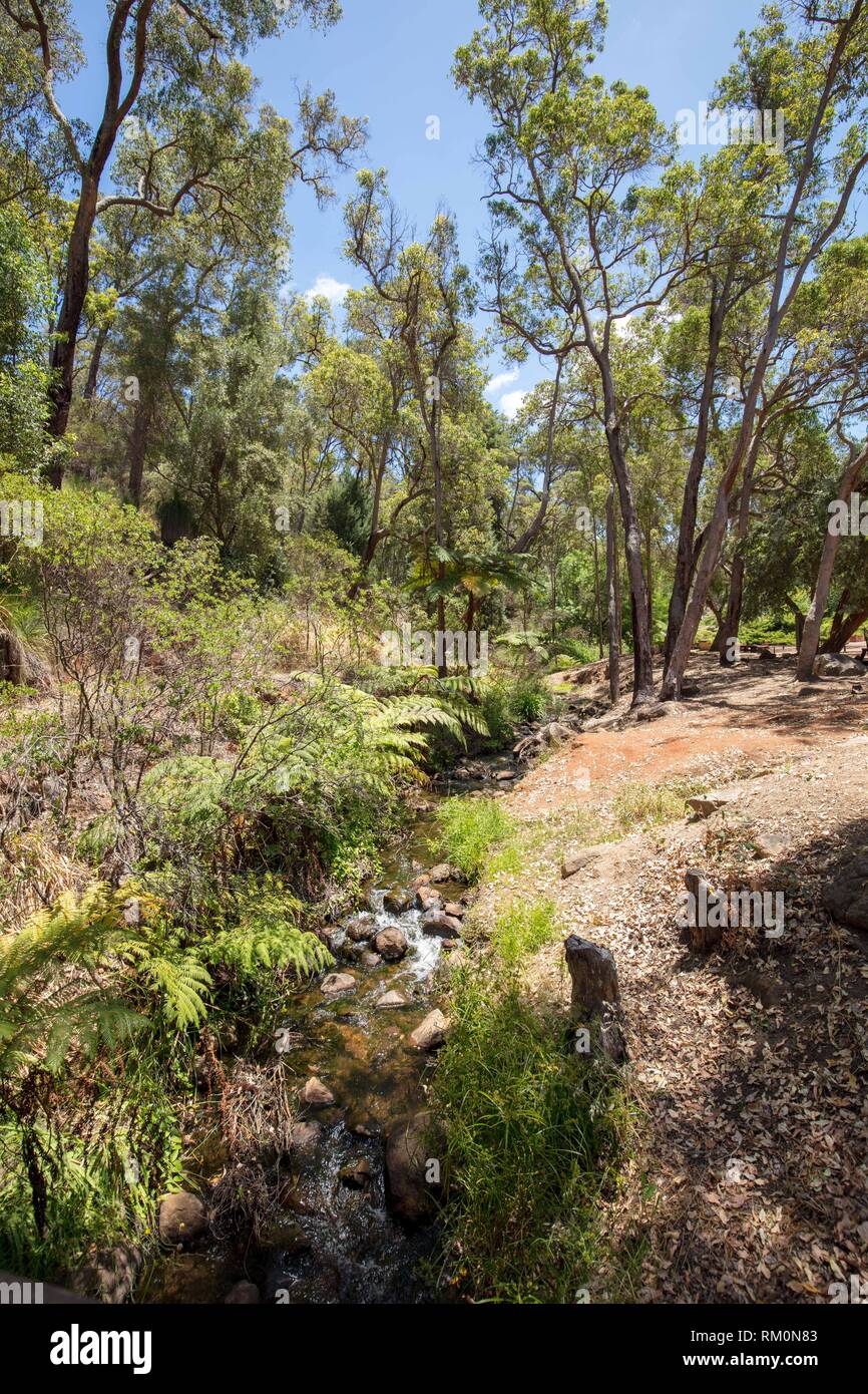 Natural stream and Australian bushland plants, trees and ancient rock in Araluen Botanical Park, near Perth, Western Australia in summer on a hot day. Stock Photo