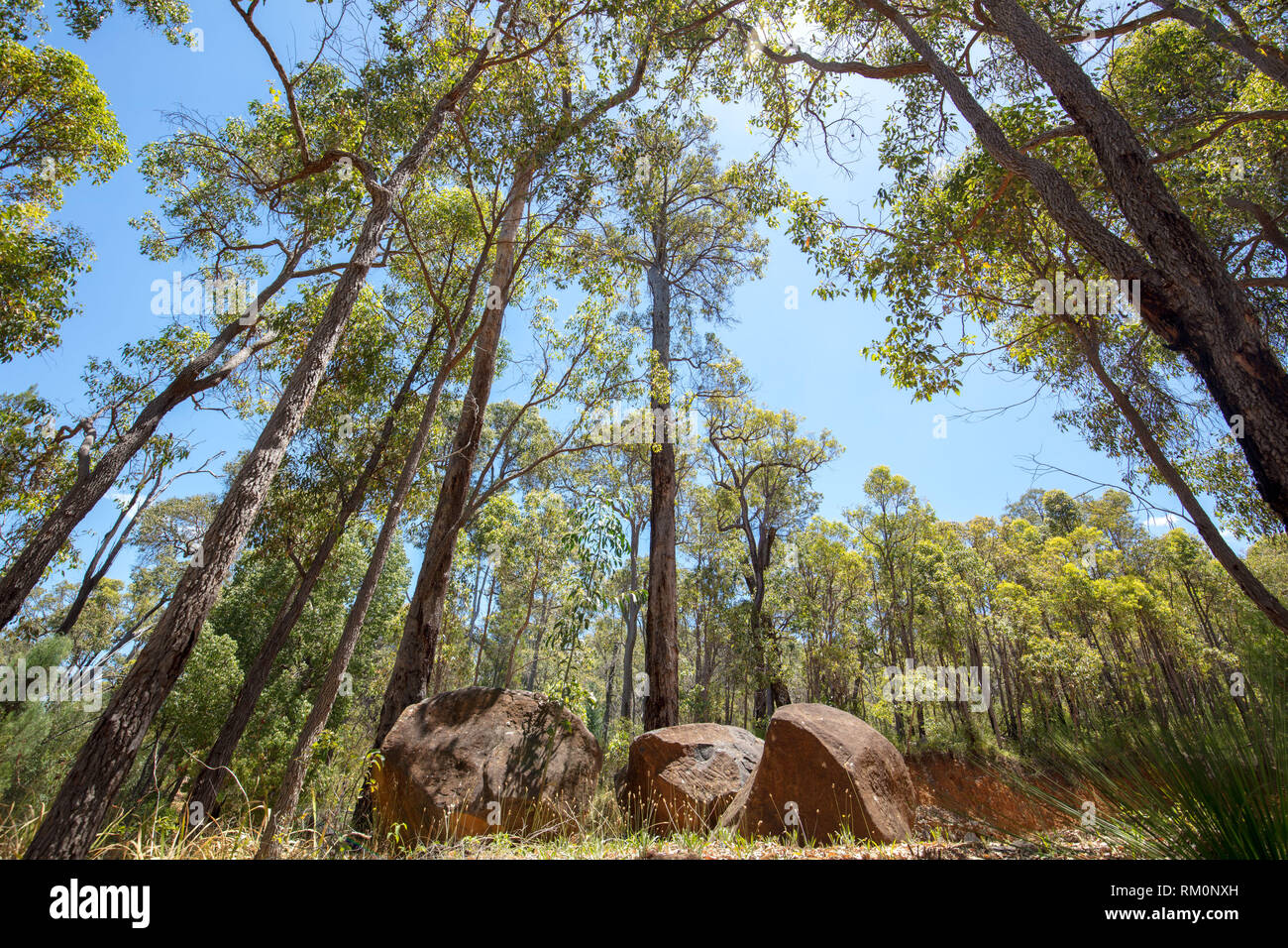 Natural Australian bushland with plants, trees and ancient rock in Araluen Botanical Park, near Perth, Western Australia in summer on a hot day. Stock Photo