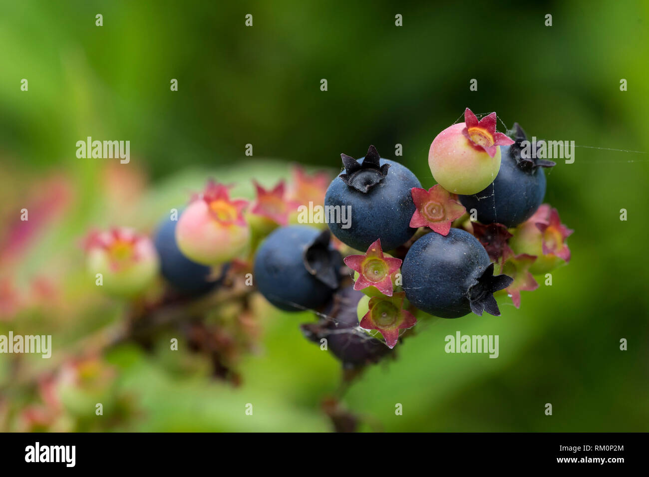 Ripening blueberries hi-res stock photography and images - Alamy