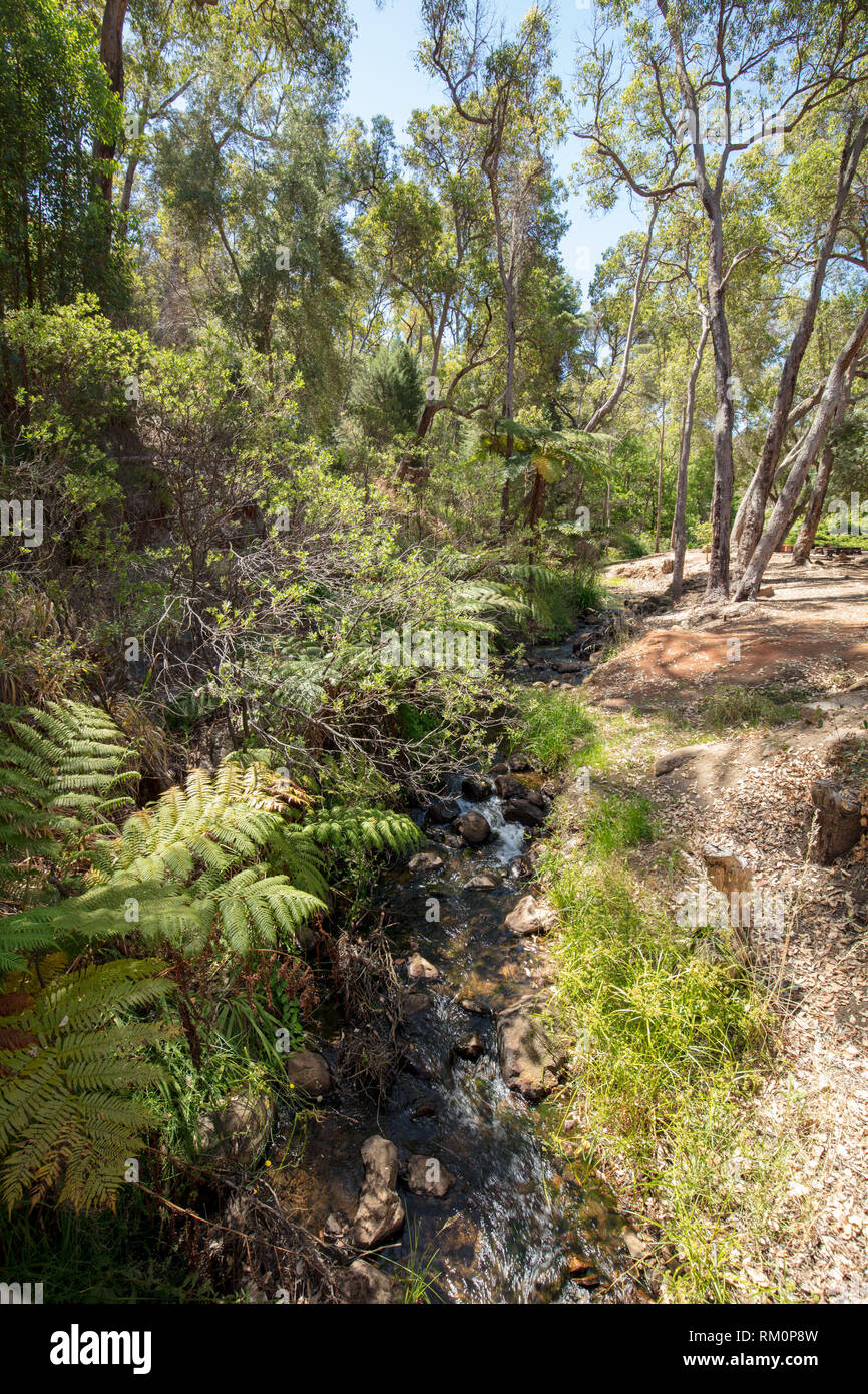 Natural stream and Australian bushland plants and trees in Araluen Botanical Park, near Perth, Western Australia in summer on a hot day. Stock Photo