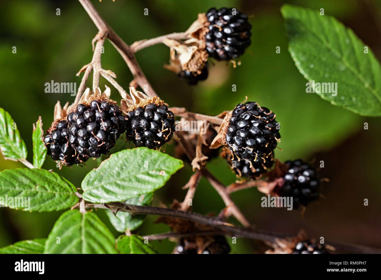 Blackberry plant spain hires stock photography and images Alamy
