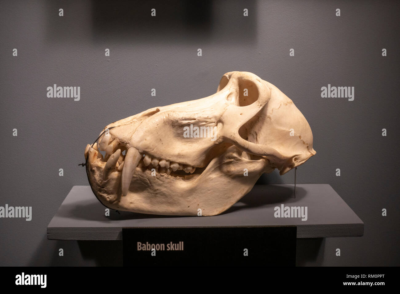 A baboon skull, part of the illegal wildlife trade carried out by the Mob, The Mob Museum, Las Vegas, Nevada, United States. Stock Photo