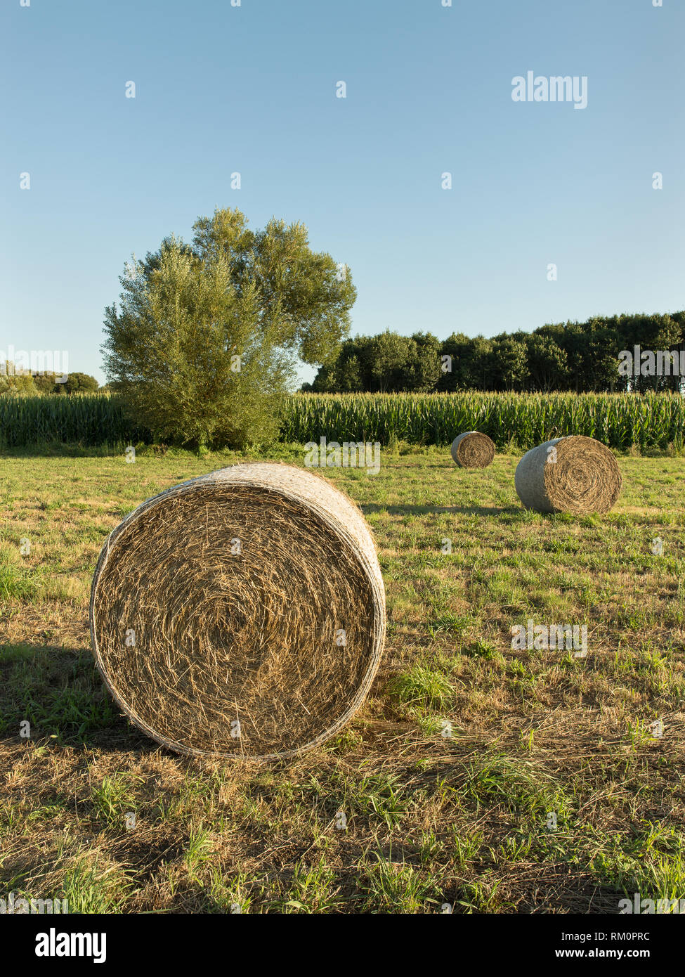 Round bales of hay harvested in a field with trees at the back. Cloudy ...
