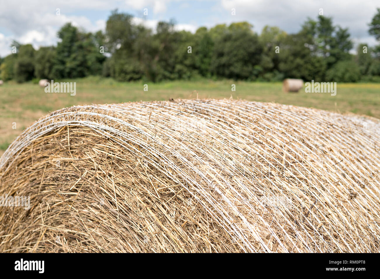 Close up of round bale of hay harvested in a field with trees at the ...