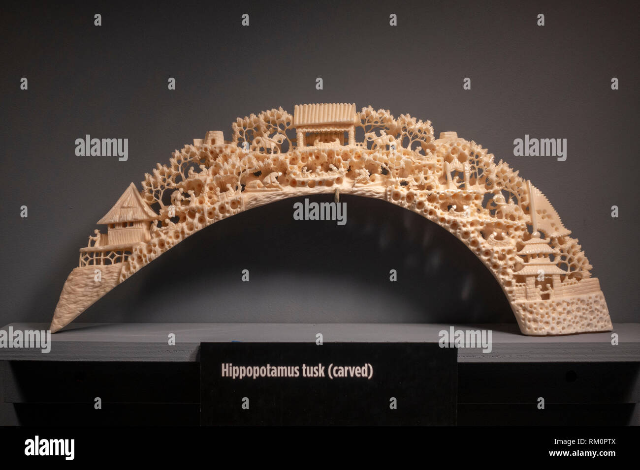 A carved hippopotamus tusk, part of the illegal wildlife trade carried out by the Mob, The Mob Museum, Las Vegas, Nevada, United States. Stock Photo