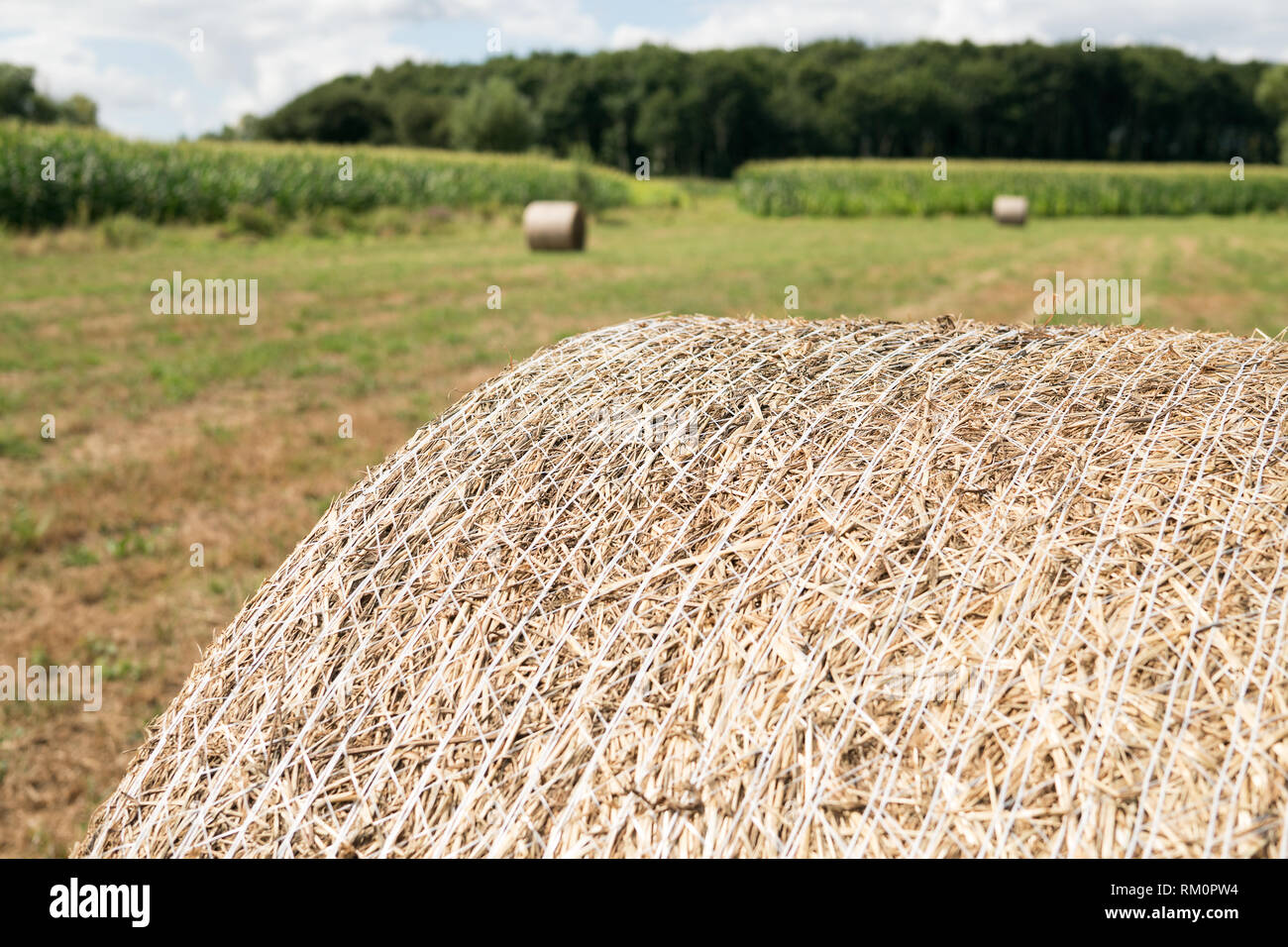 Close up of round bale of hay harvested in a field with trees at the ...