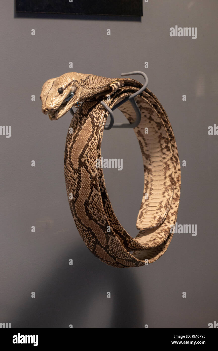 Reticulated python skin belt, part of the illegal wildlife trade carried out by the Mob, The Mob Museum, Las Vegas, Nevada, United States. Stock Photo