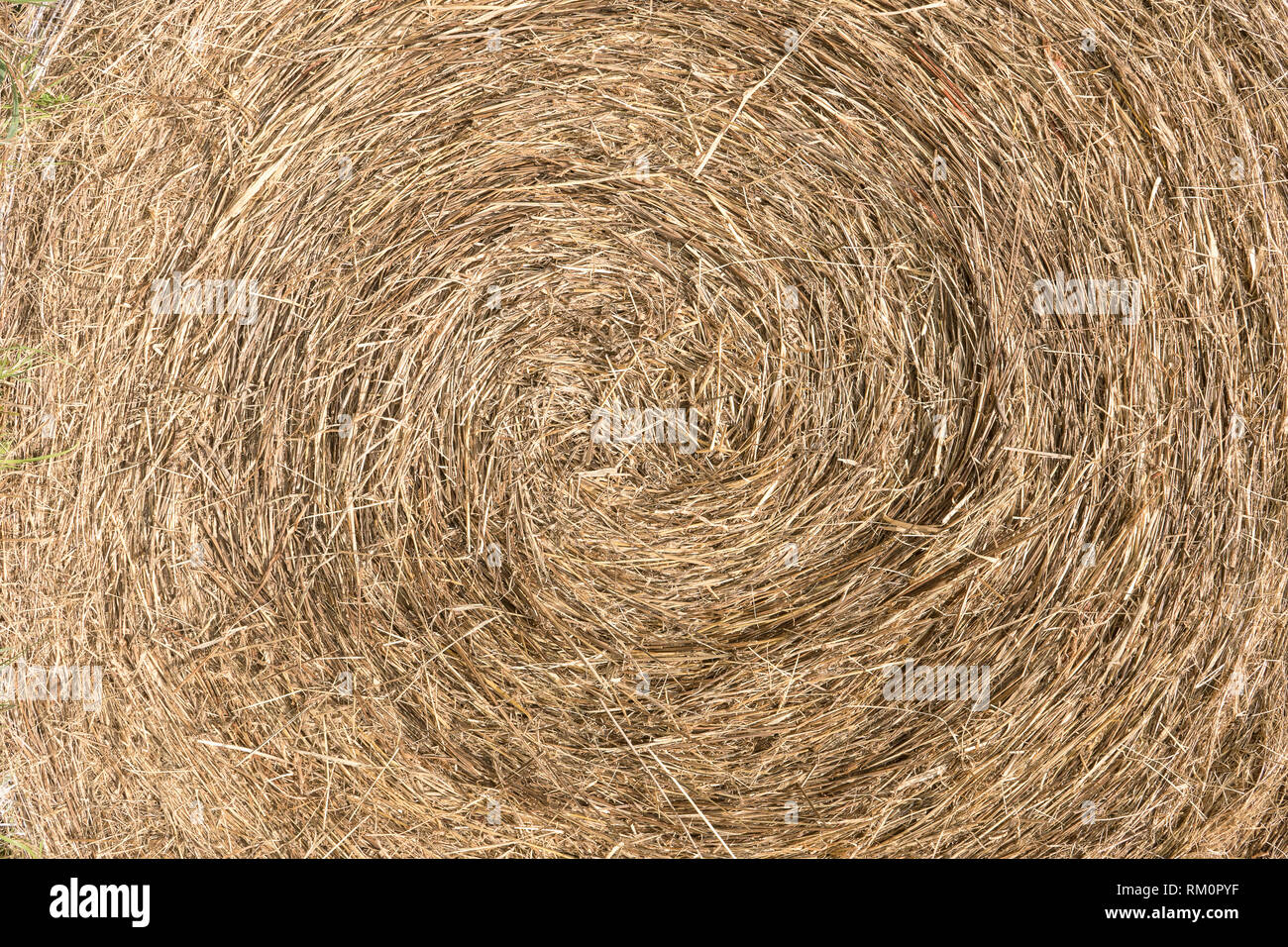 Large bail of hay. Close up. Vegetable texture roll. Dry straw texture ...
