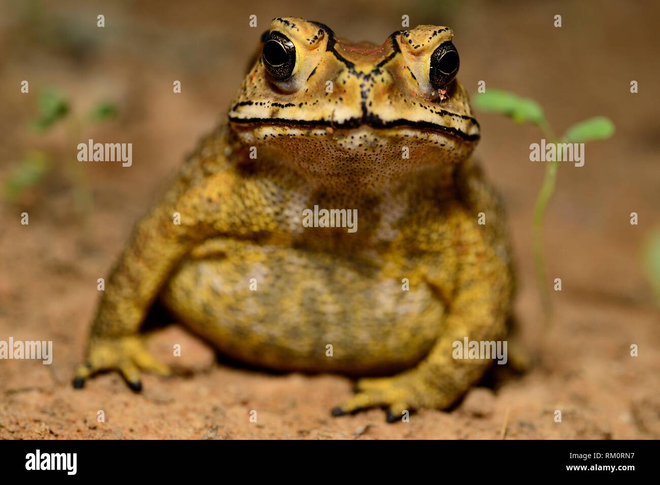 Duttaphrynus hires stock photography and images Alamy