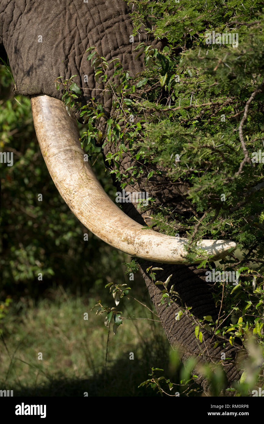 Large ivory tusks of African elephant feeding, Masai Mara National Reserve, Kenya Stock Photo