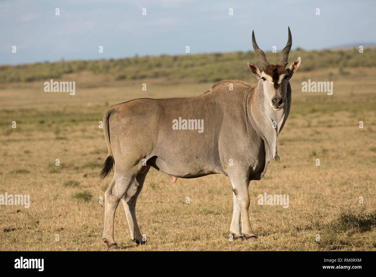 One male Eland, antelope standing, Taurotragus oryx, grassland plains, Masai Mara, Kenya Stock Photo