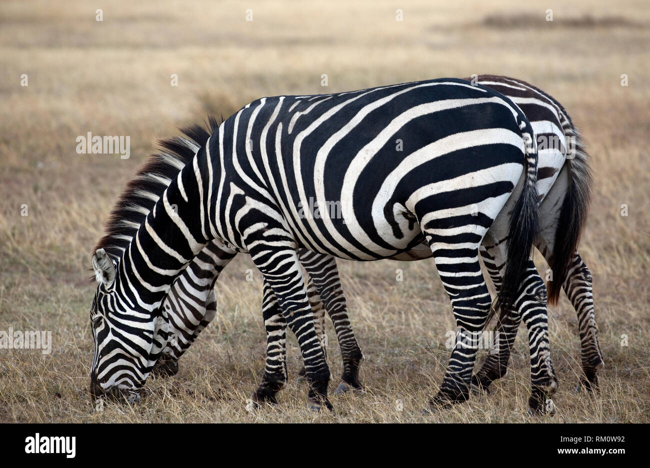 Two Burchells zebra grazing, Equus burchelli, Sweetwaters, Ol Pejeta, Kenya Stock Photo