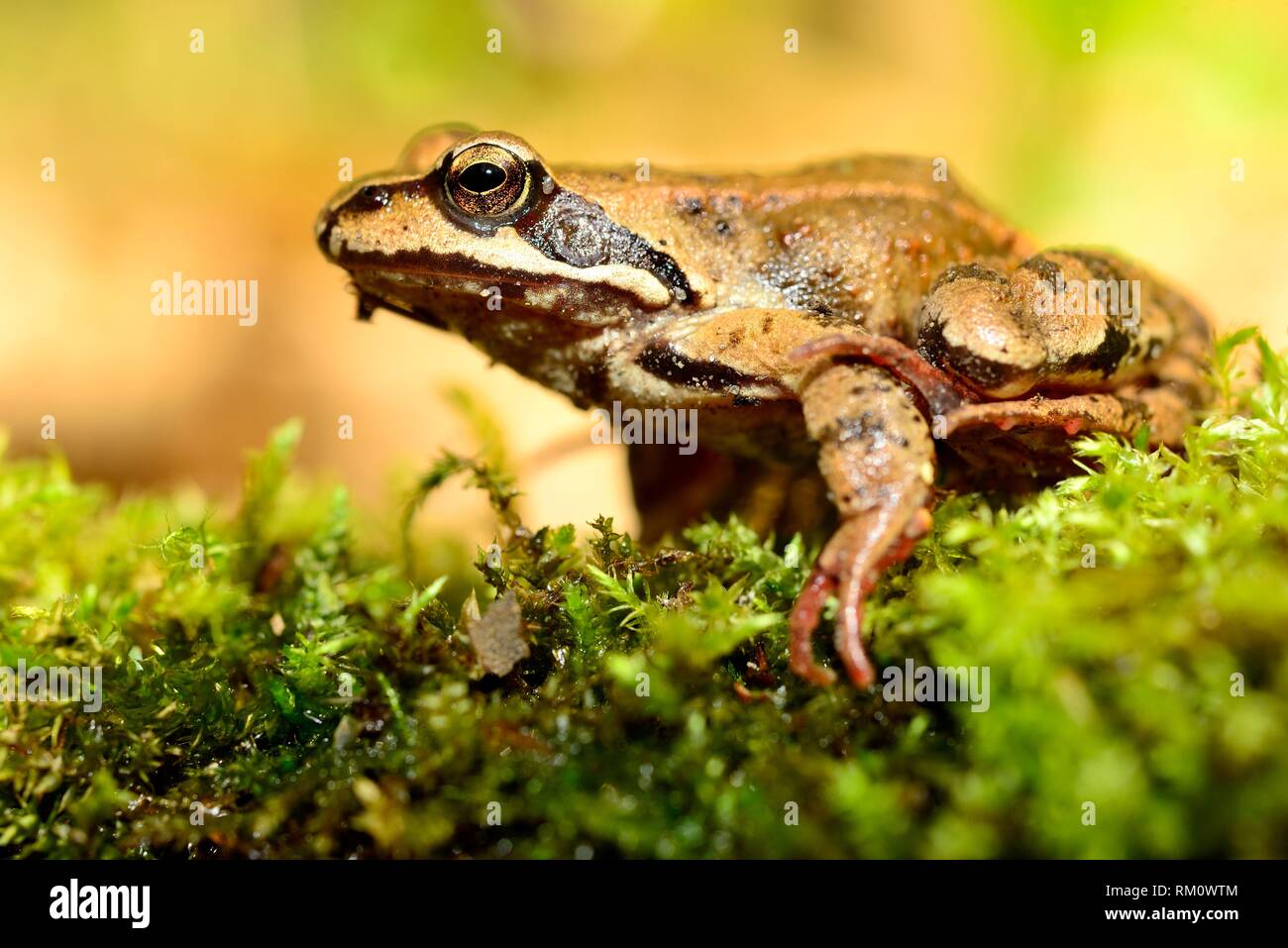 Common frog (Rana temporaria) in Bialowieza forest, Podlasie, Poland