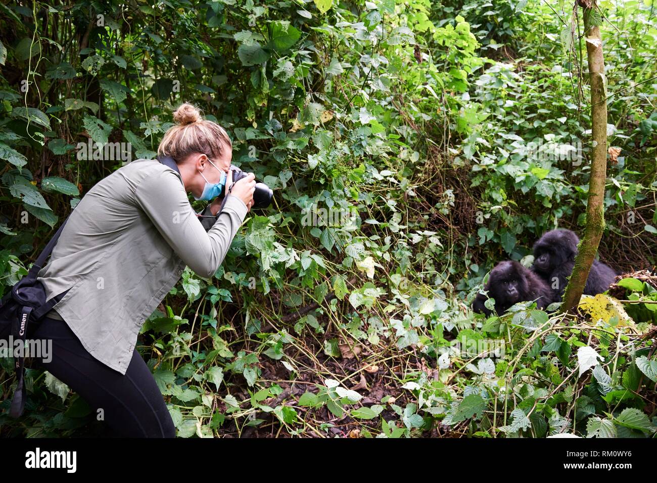 Tourist photographing Mountain gorilla (Gorilla beringei beringei). All humans have to wear safety masks in presence of gorillas to avoid any Stock Photo