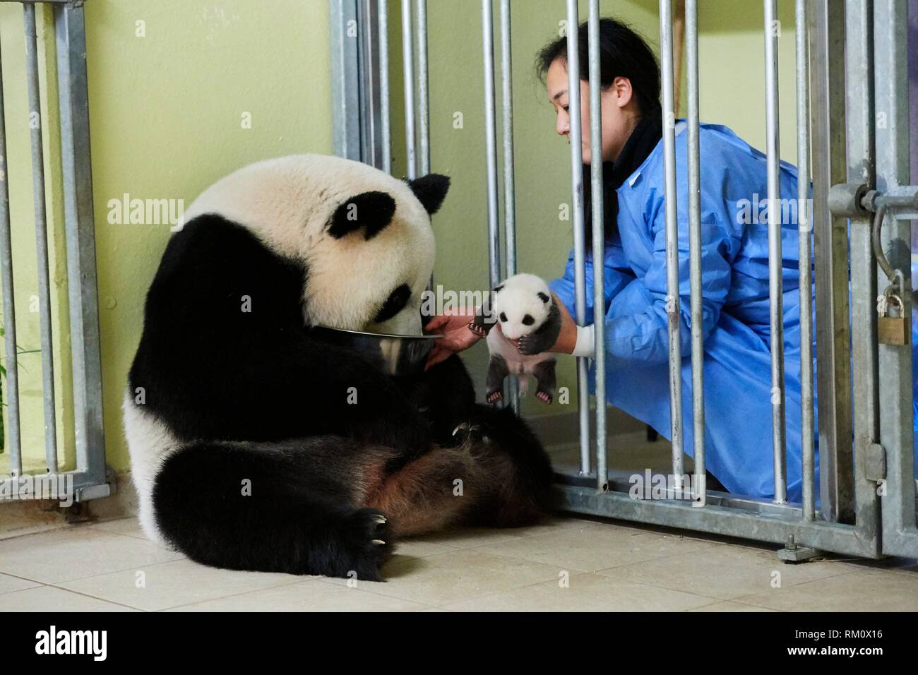 Baby panda feeding milk hi-res stock photography and images - Alamy