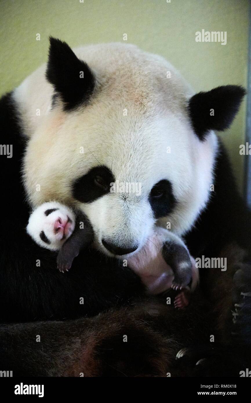 Giant panda (Ailuropoda melanoleuca) female, Huan Huan, holding baby age one month, Beauval Zoo, France. Stock Photo