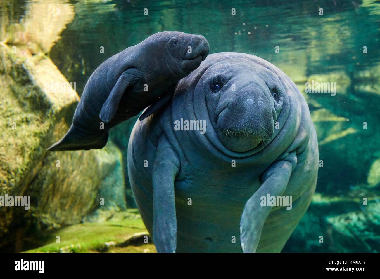 West Indian Manatee Eating