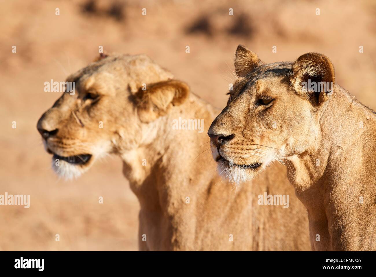 African Lion (Panthera leo) female portrait, Samburu National Reserve, Kenya, Africa. Stock Photo