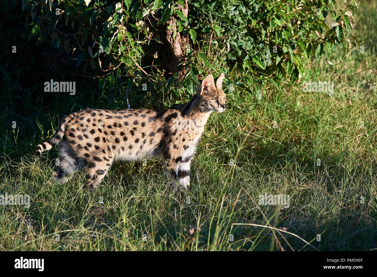 Serval cat (Leptailurus serval) hunting in grass, Masai Mara National Reserve, Kenya, Africa
